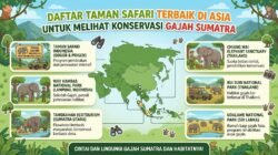 Daftar Taman Safari Terbaik Di Asia Untuk Melihat Konservasi Gajah Sumatra