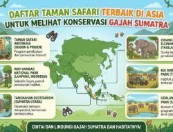 Daftar Taman Safari Terbaik Di Asia Untuk Melihat Konservasi Gajah Sumatra